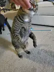Cat.
