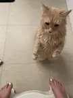 Cat.