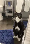 Cat. 
