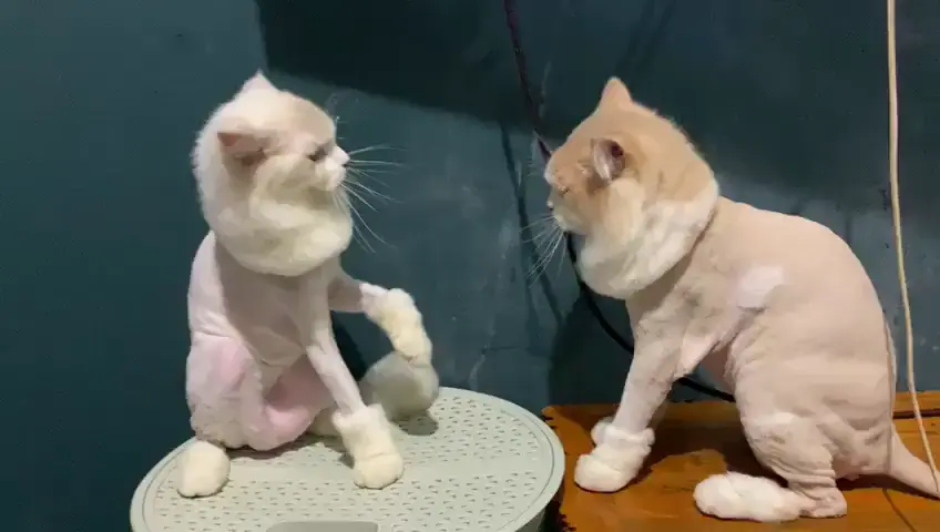 Cat boxing