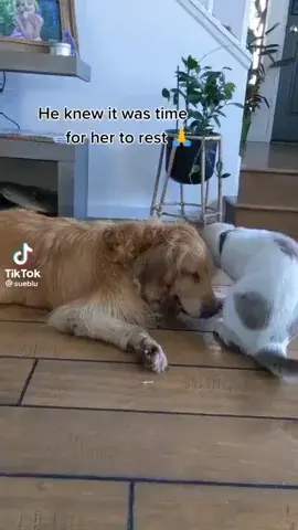 Cat consoles an old dog who's feeling her destined death...