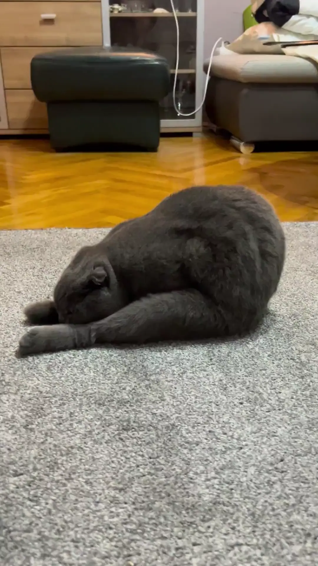 cat.exe has stopped working