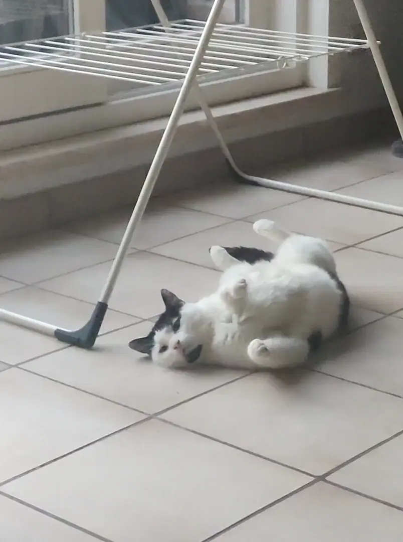 Cat.exe stopped working