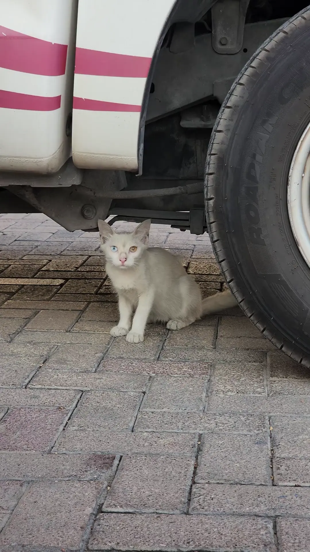 Cat having Heterochromia (Two different colored eyes)