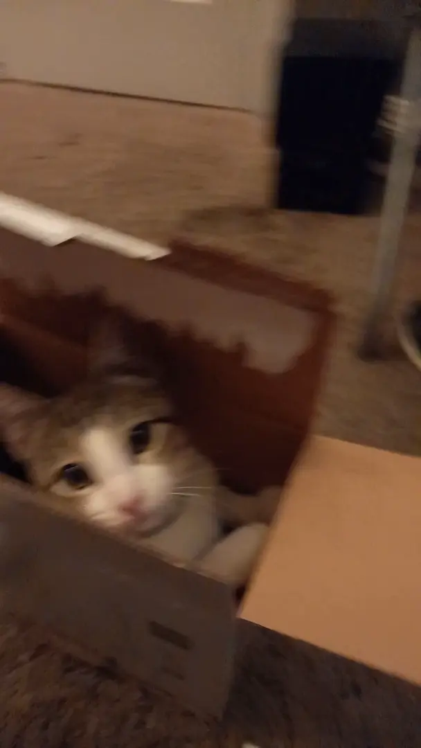 Cat in a FedEx box Friday!