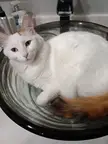 Cat in the sink