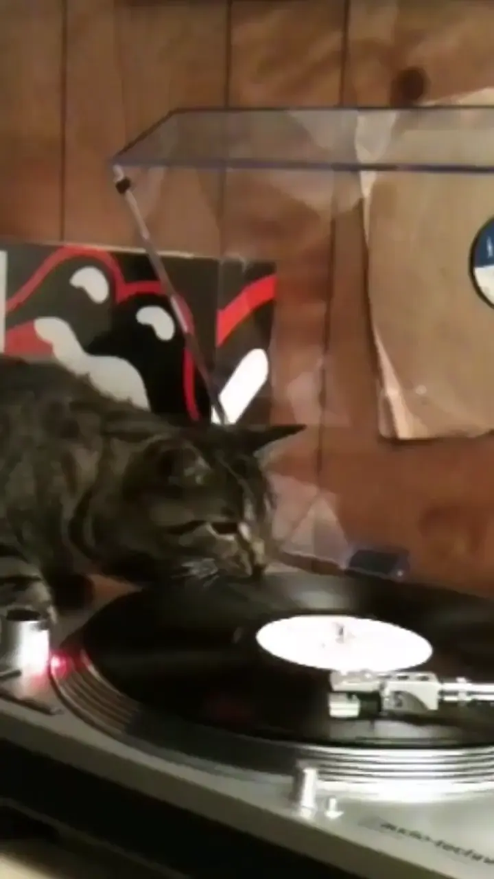 Cat listening to death grips for the first time 