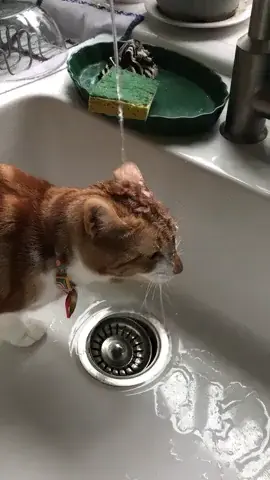 Cat not working | Scrolller