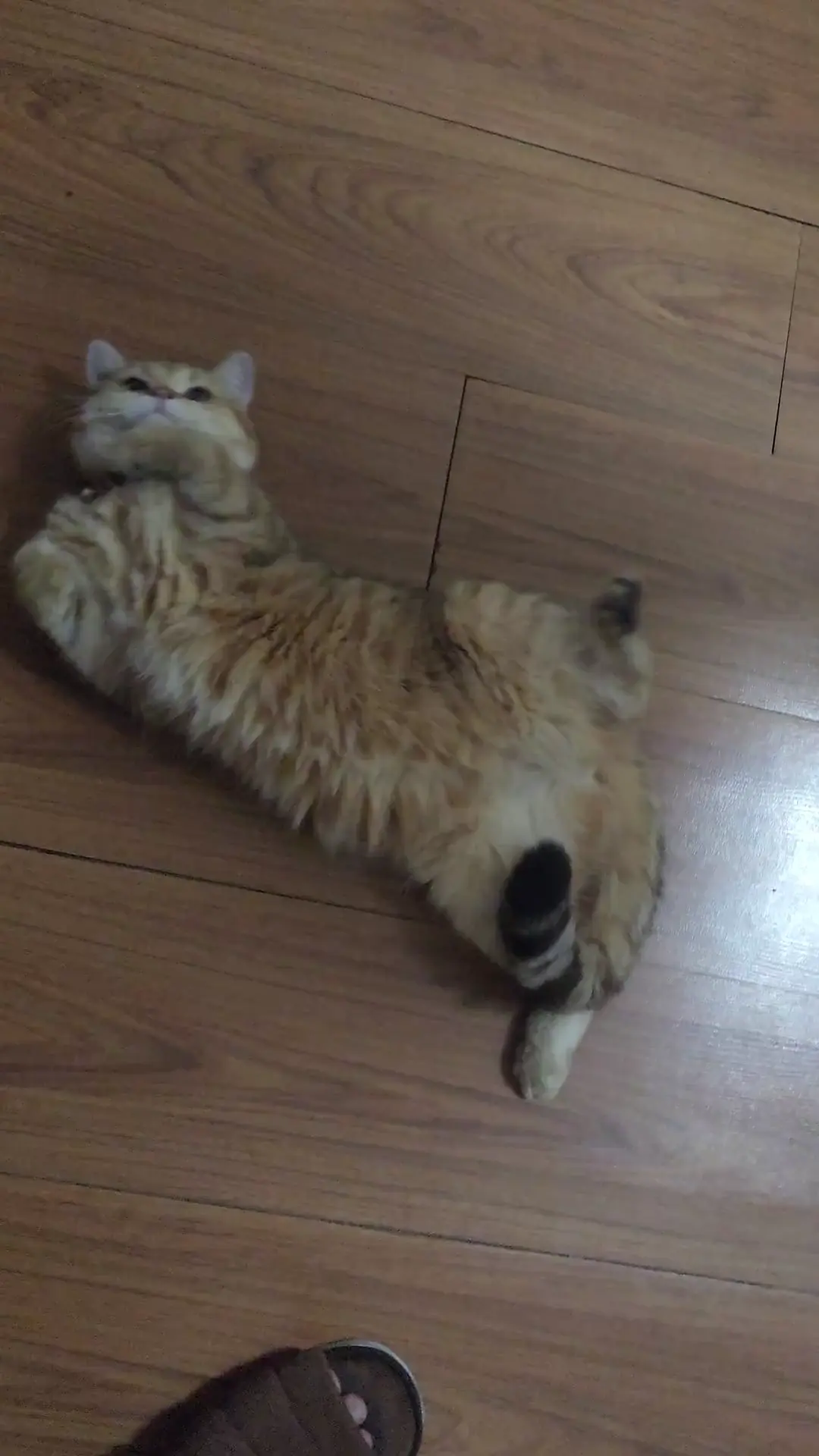 Cat or Worm?