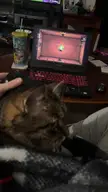 Cat playing Cain