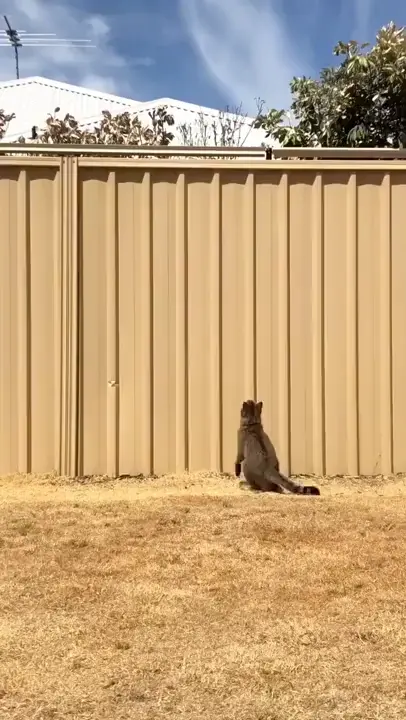 Cat proof fence