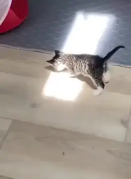Cat researches light rays.