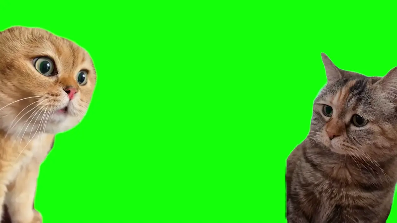 cat talking - Cat Meme Template Green Screen Video