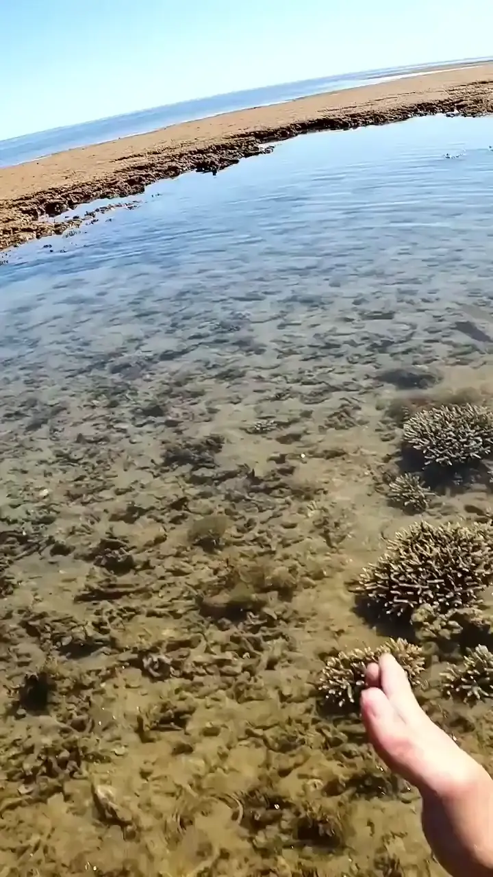 Catching squid with bare hands 🦑