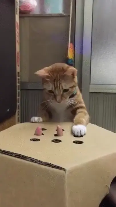 Cat playing whack-a-finger