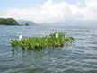 Catemaco lake, Mexico