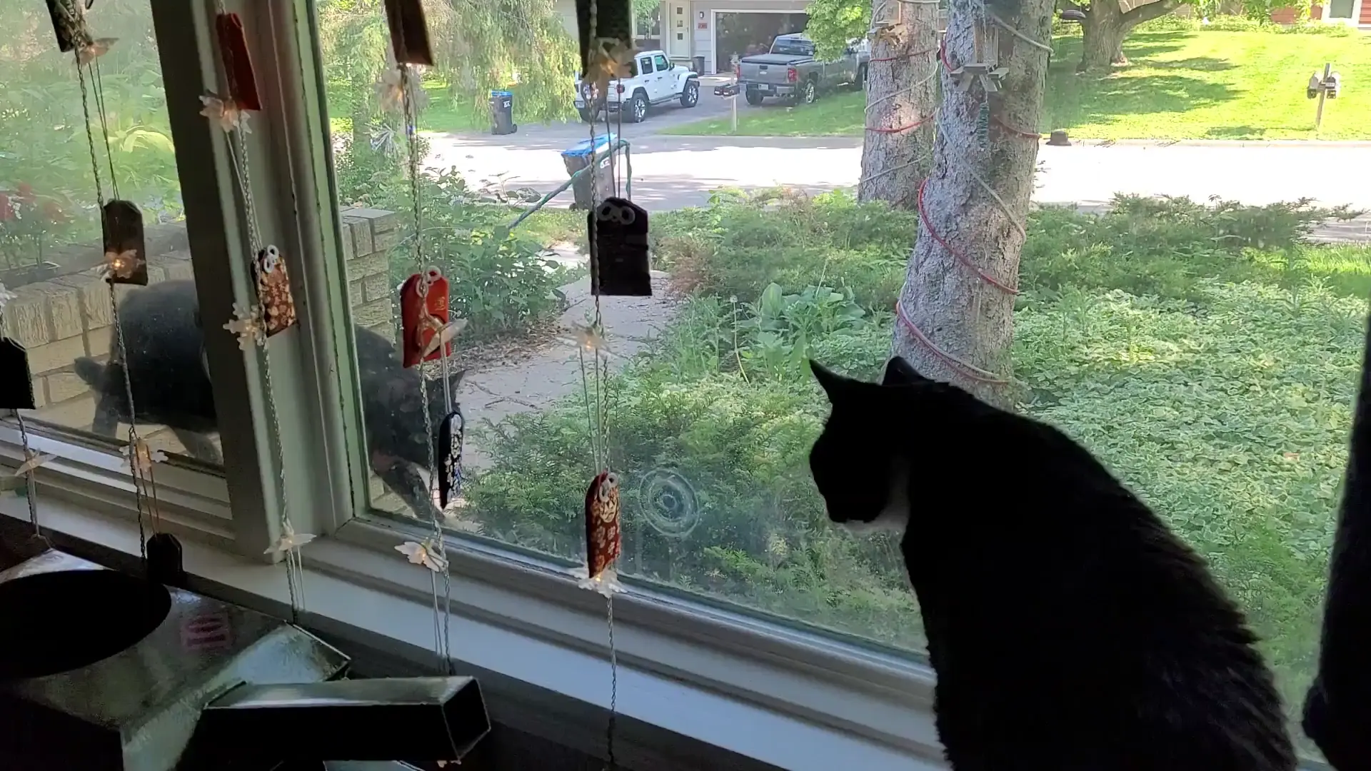 Cat'n Jack just got schooled by a tiny tortie