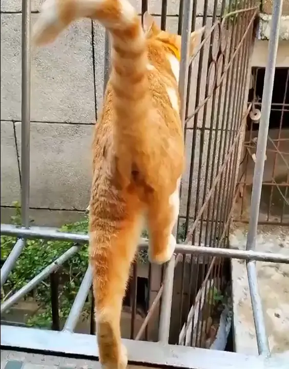 Cats are liquid