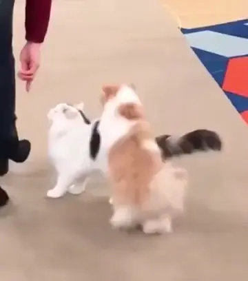 Cats have fun 😂