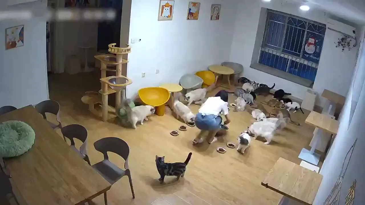 Catsplosion!