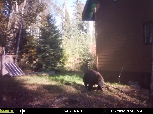 Caught on my trail cam last year, wrong date on video. Looks fatter than most. Any guesses as to weight?
