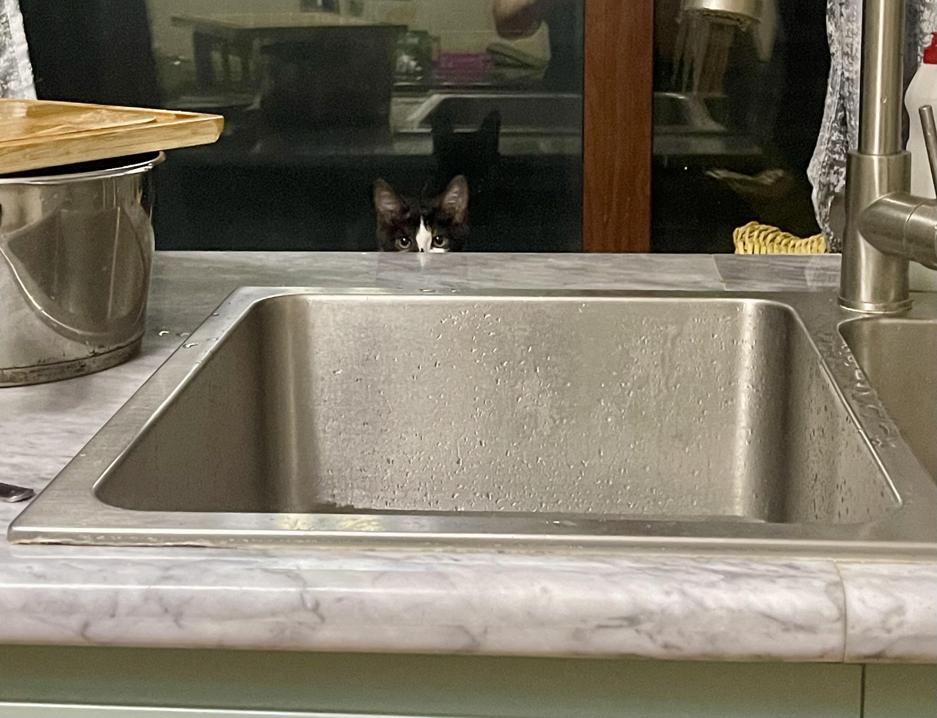 Caught Stealing Food Scrolller