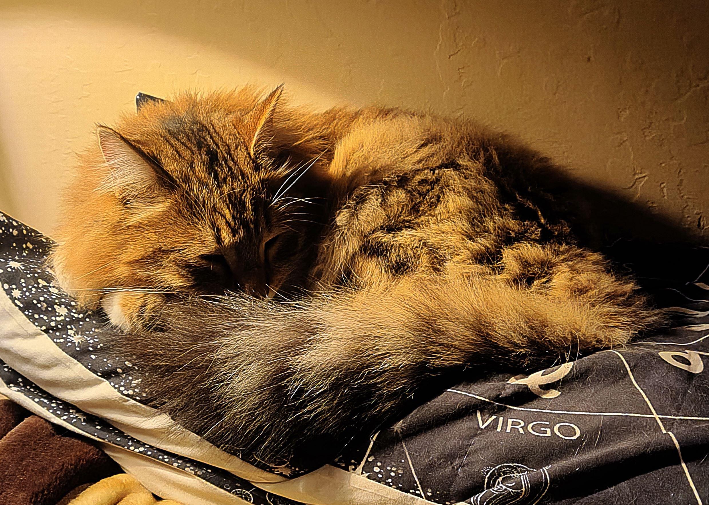 Pillow or kitty?