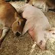 Animal sanctuary friends