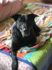 My old girl can’t hear the mail lady walking up to the front door anymore but by god she can hear the crinkle of cellophane of my peanut butter crackers.
