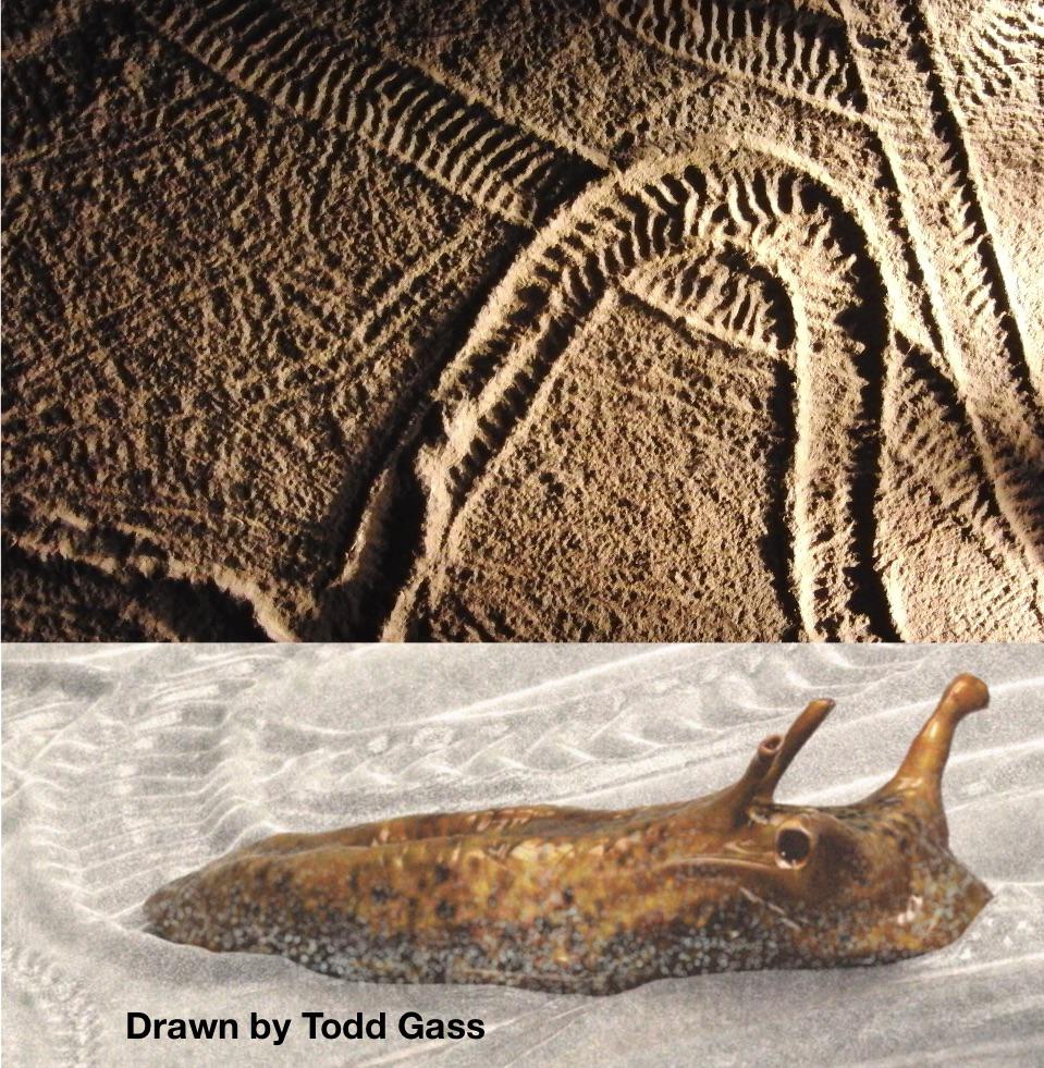 Climactichnites is the name given to an Ichnotaxon (trace fossil) that ...