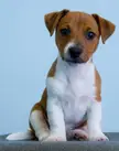 This Cute Jack Russell Terrier Puppy 🐶