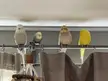 I guess Chilli (the Tiel who joined the flock last week) has been accepted :)