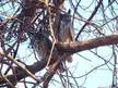 Male & Female Great Horned Owl