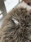 Discharge from my Male Chinchilla- Please any information is helpful as I have never seen my chinchilla have discharge like this??? ps this is his favourite toy for his personal time.