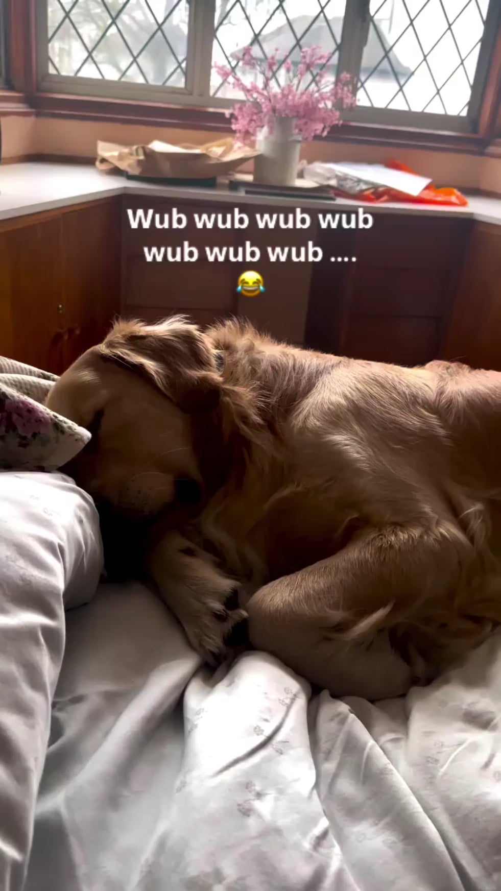 AnimalsBeingDerps