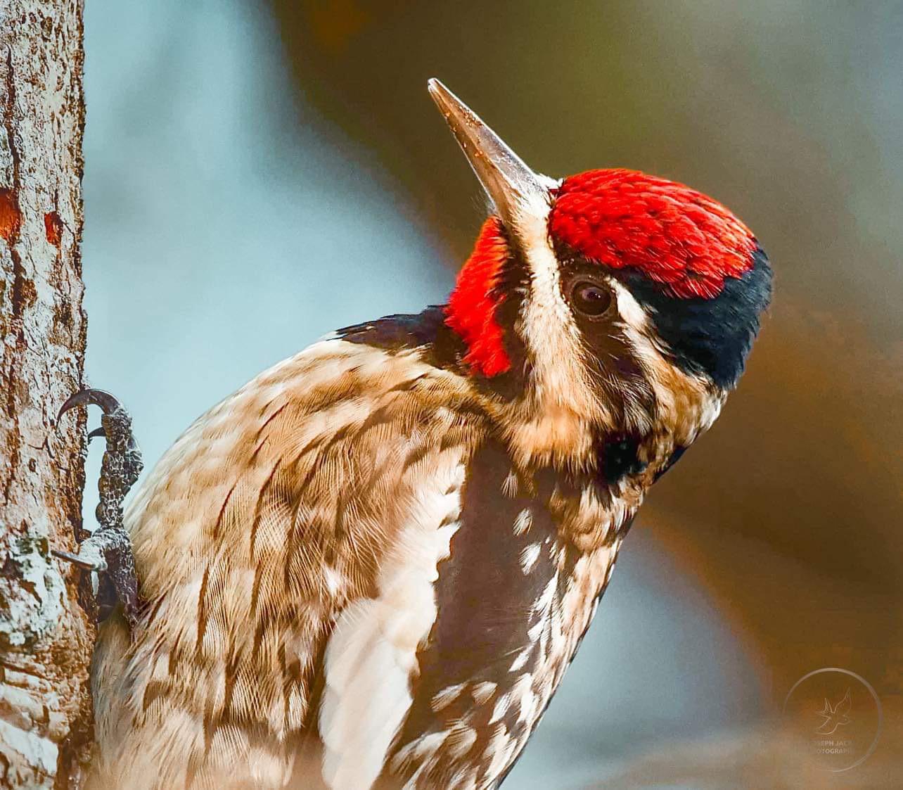 The Yellow-bellied Sapsucker’s brilliant colors are striking