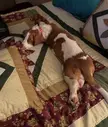 referred to affectionately as ‘long-ee doggy’