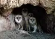 Cute Owls 🥰