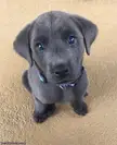 How Cute And Innocent my bruno