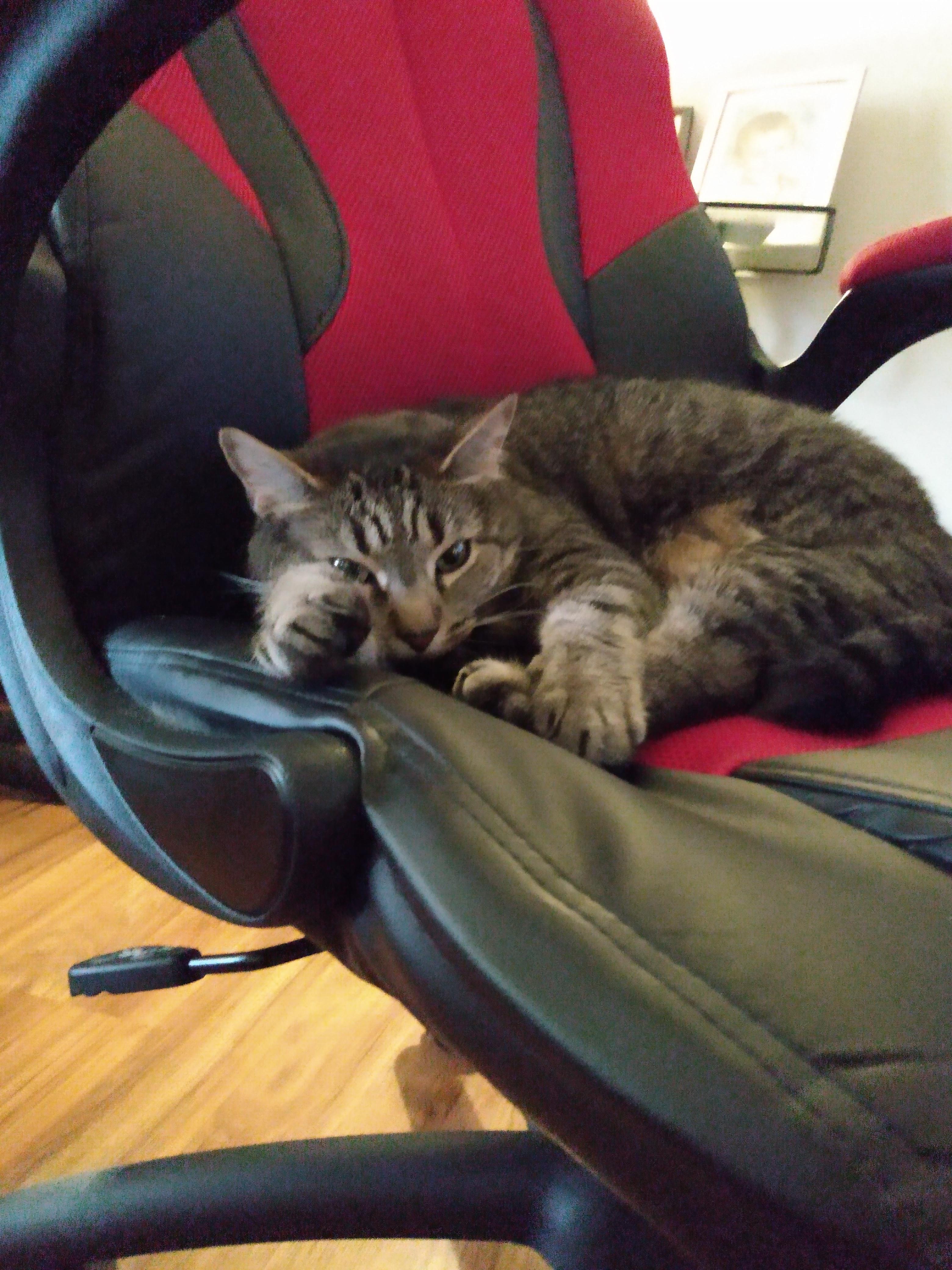 when your cat loves the chair more than you 😂
