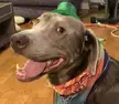 Our big dope Silvie, celebrating St Patty's Day in style!
