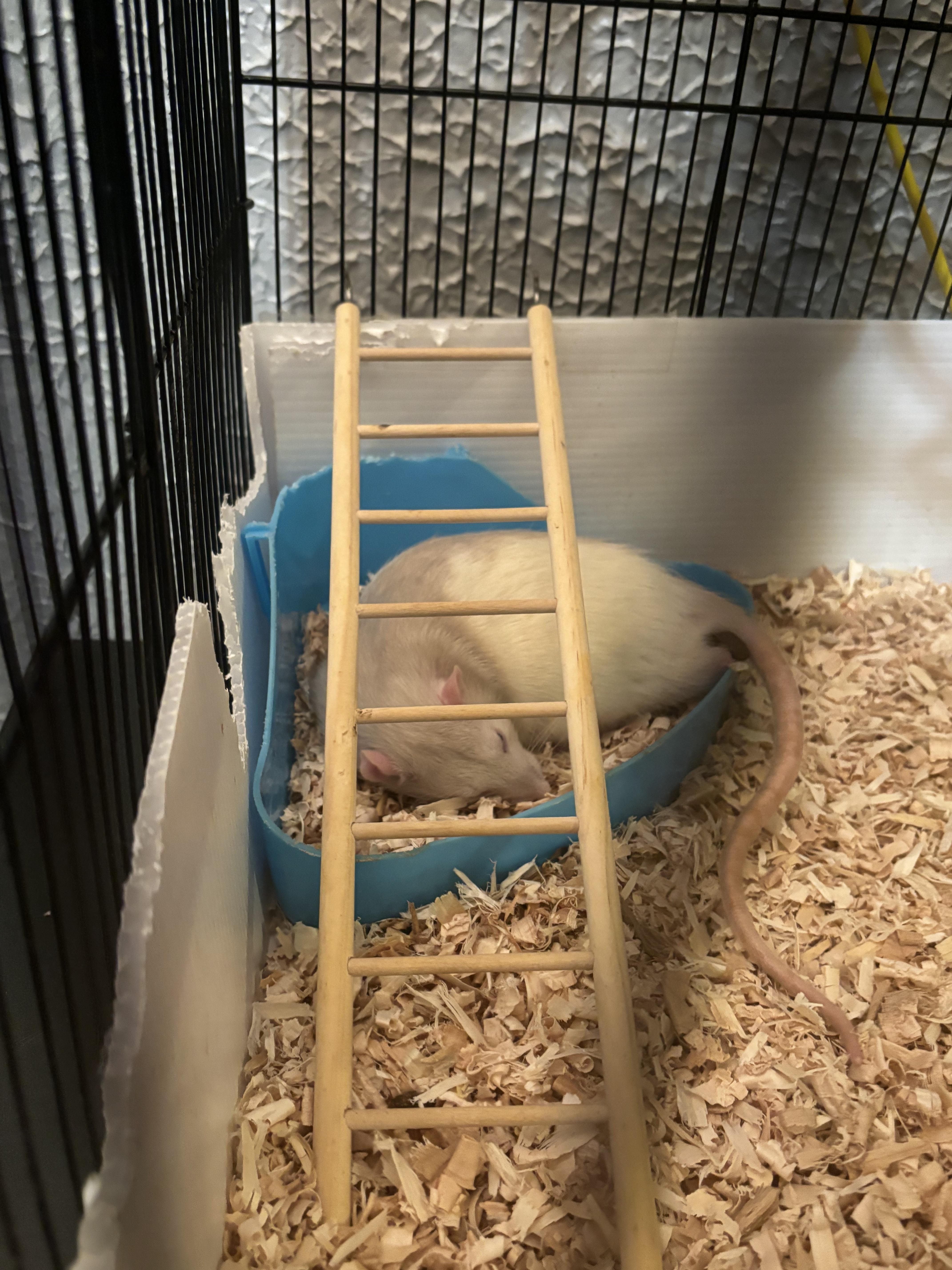 Their potty serves as a TOILET, FOOD DISH, and BED. They are nasty little chaos potatoes.