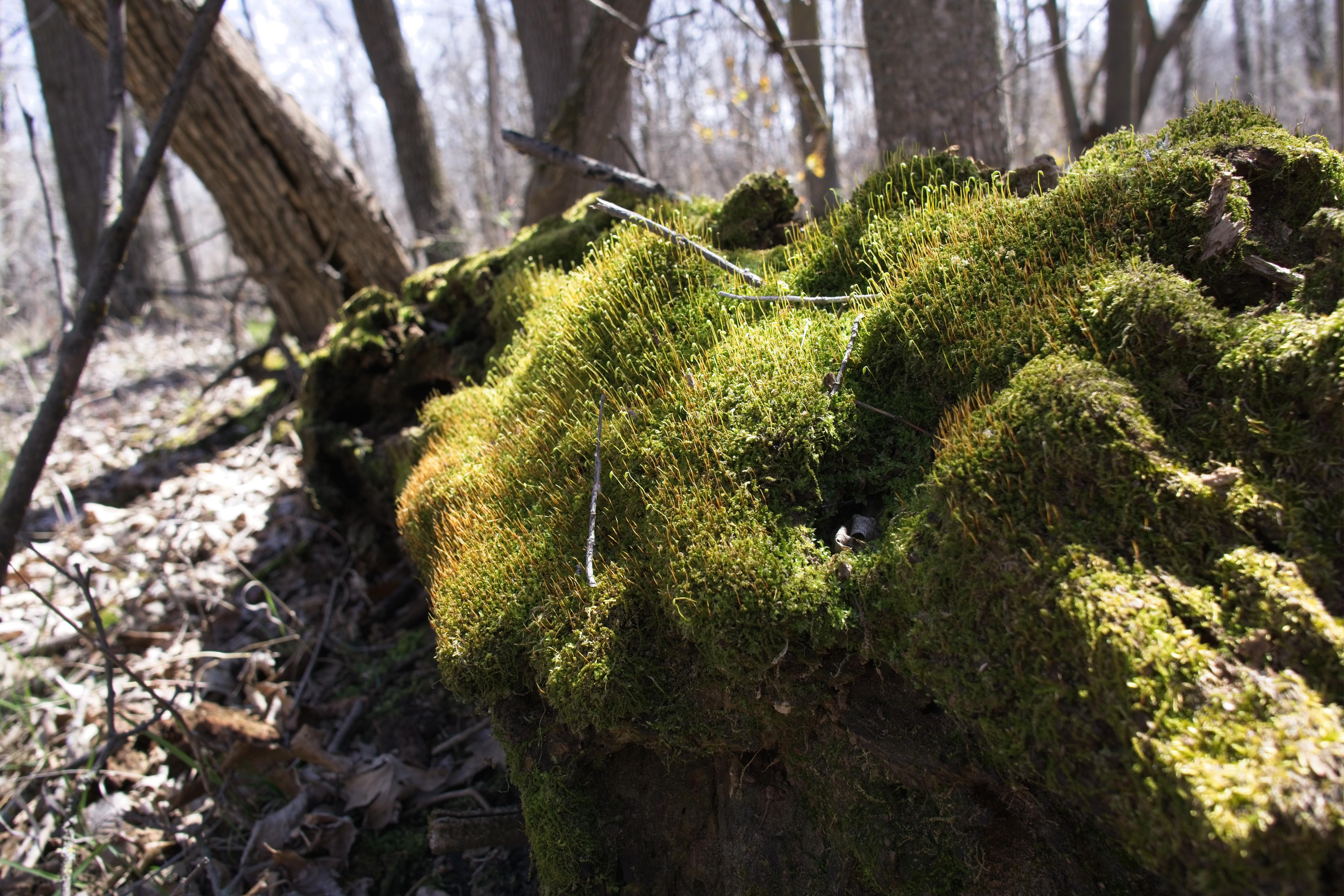 OC Landscape in Macro, ImagerybyCodyK., Sony a6000 @ 19mm 6000X4000 &amp; 300 dpi, 2017 A walk at Maplewood State Park, MN.