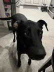 He’s a little ear-y. Should I tell him?