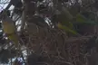 Monk Parakeets in the Sharon region in one of their many nests! (they set up a lot) Took some ground work to catch a decent pic of them. Weird relationship with the native Common Mynas, who have very close by nests to the Parakeets for some reason.