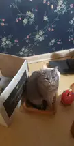 does this count as a box?