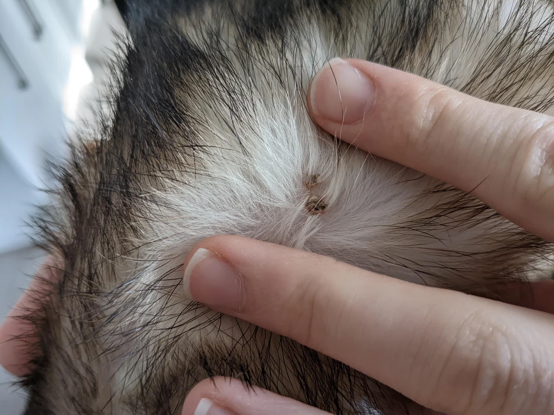 Spotted this on my Ferrets back. Is this something I should be taking ...