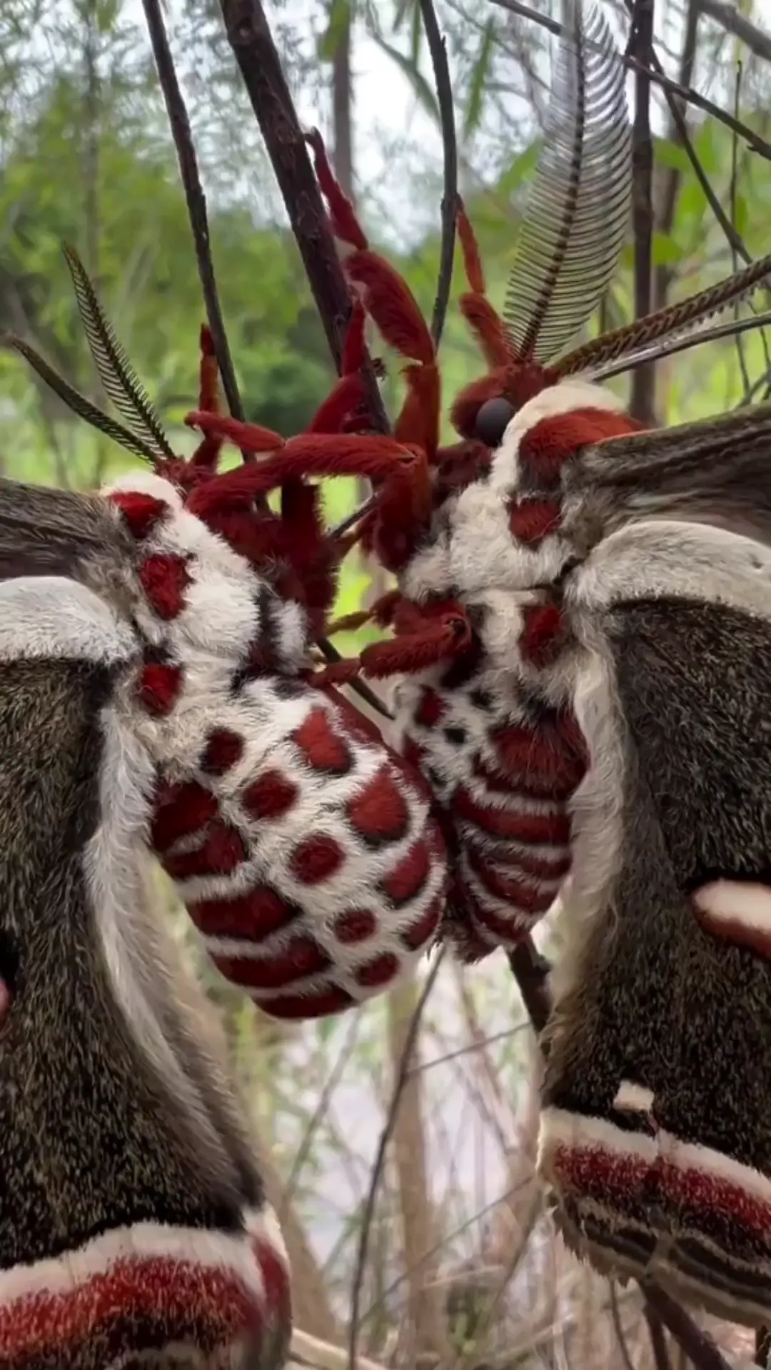 Cecropia moths 
