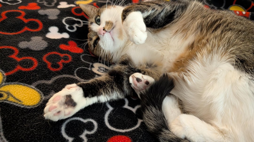 jellybeantoes