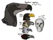 A reconstruction of the heads of Argentavis, the teratorn that was the heaviest known flying bird, &amp; Haast’s eagle, the largest known eagle, with the 3 biggest living eagles &amp; some random dude’s skull (by BeyondOur_W0rld)